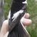 European Pied Flycatcher